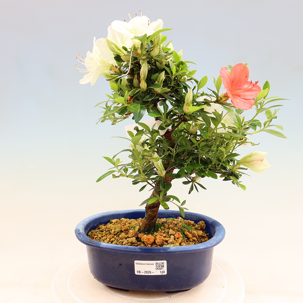 Bonsai zewnętrzne - Azalia japońska - Azalia Asahi-no-izumi