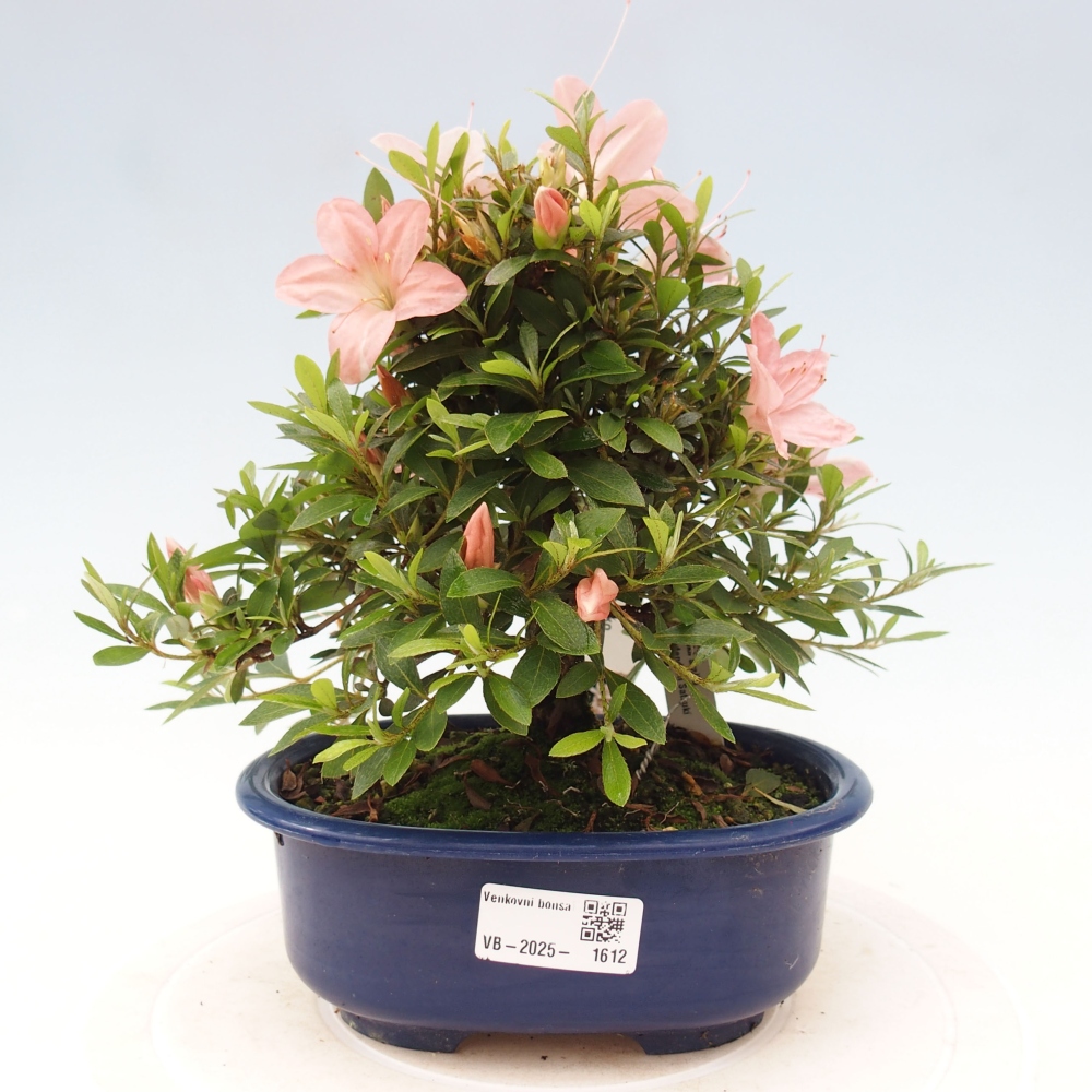 Bonsai ogrodowe - azalia japońska - Azalea Nikko