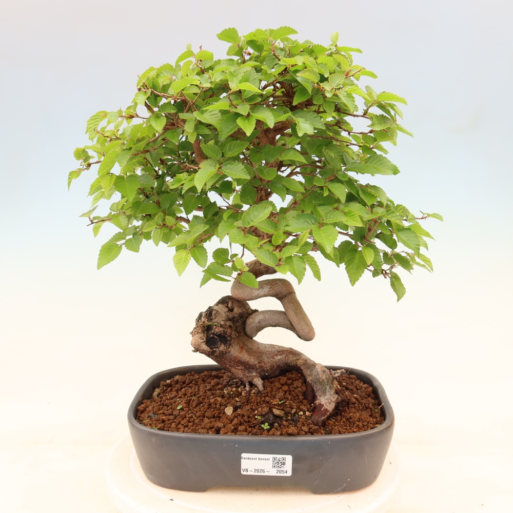 Outdoor bonsai - Carpinus coreana - grab koreański