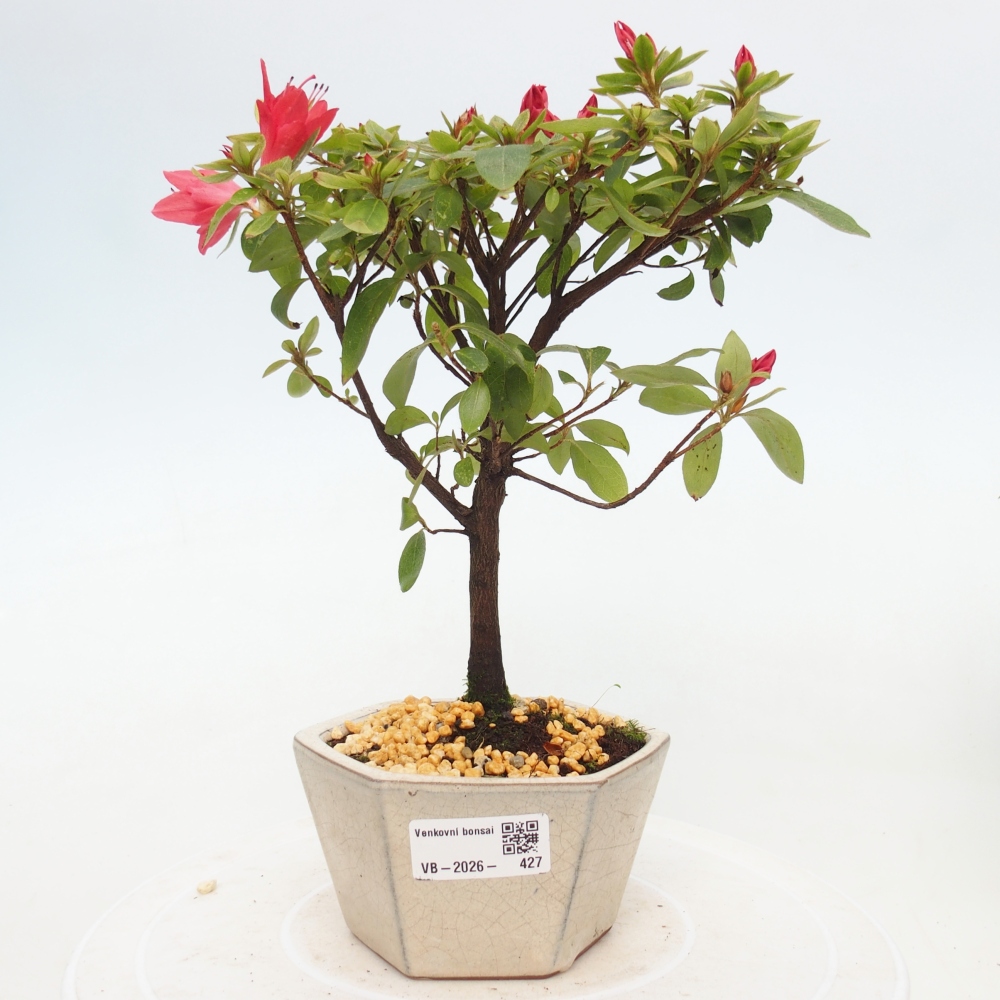 Outdoor bonsai - Azalia japońska - Azalea sp.