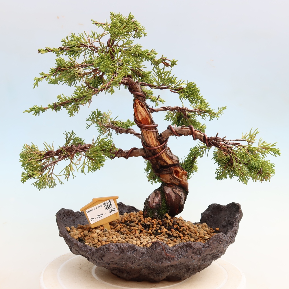 Bonsai ogrodowe – Juniperus chinensis Itoigawa – jałowiec chiński
