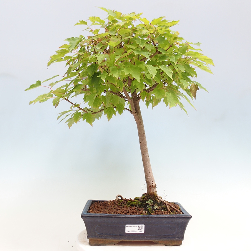Outdoor bonsai - Acer ginala - Ognisty klon