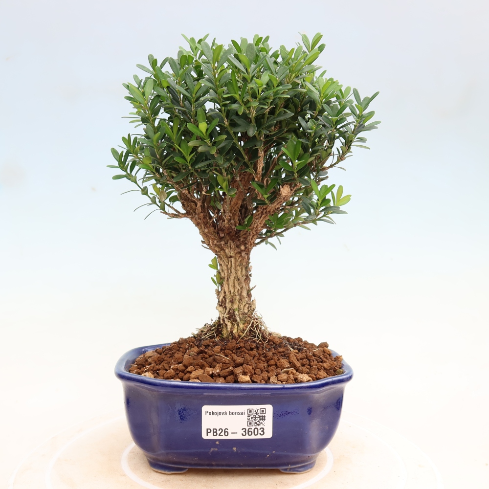 Pokój bonsai - Buxus harlandii - buxus korkowy