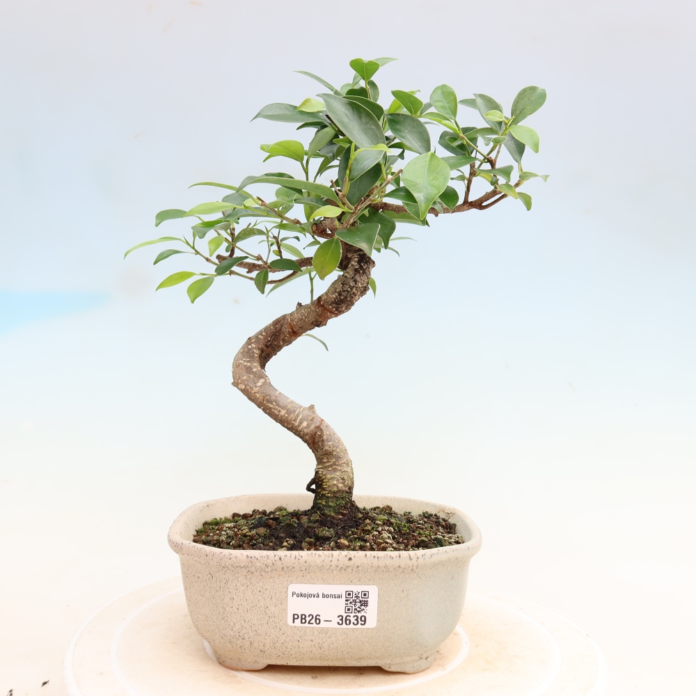 Pokój bonsai - Ficus kimmen - figowiec drobnolistny