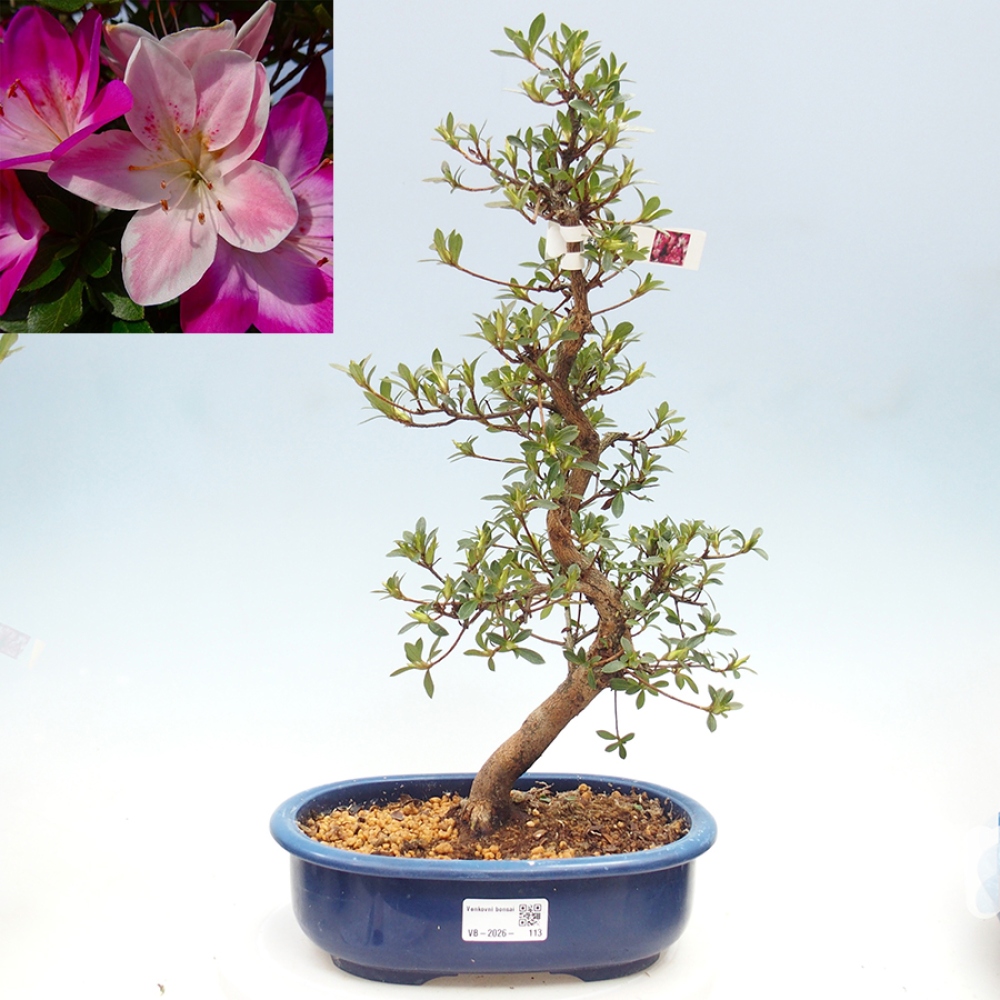 Outdoor bonsai - Azalia japońska - Azalia MURASAKI