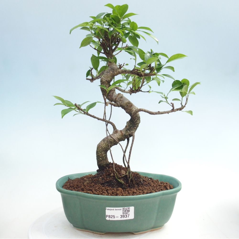 Pokój bonsai - Ficus retusa - figowiec drobnolistny