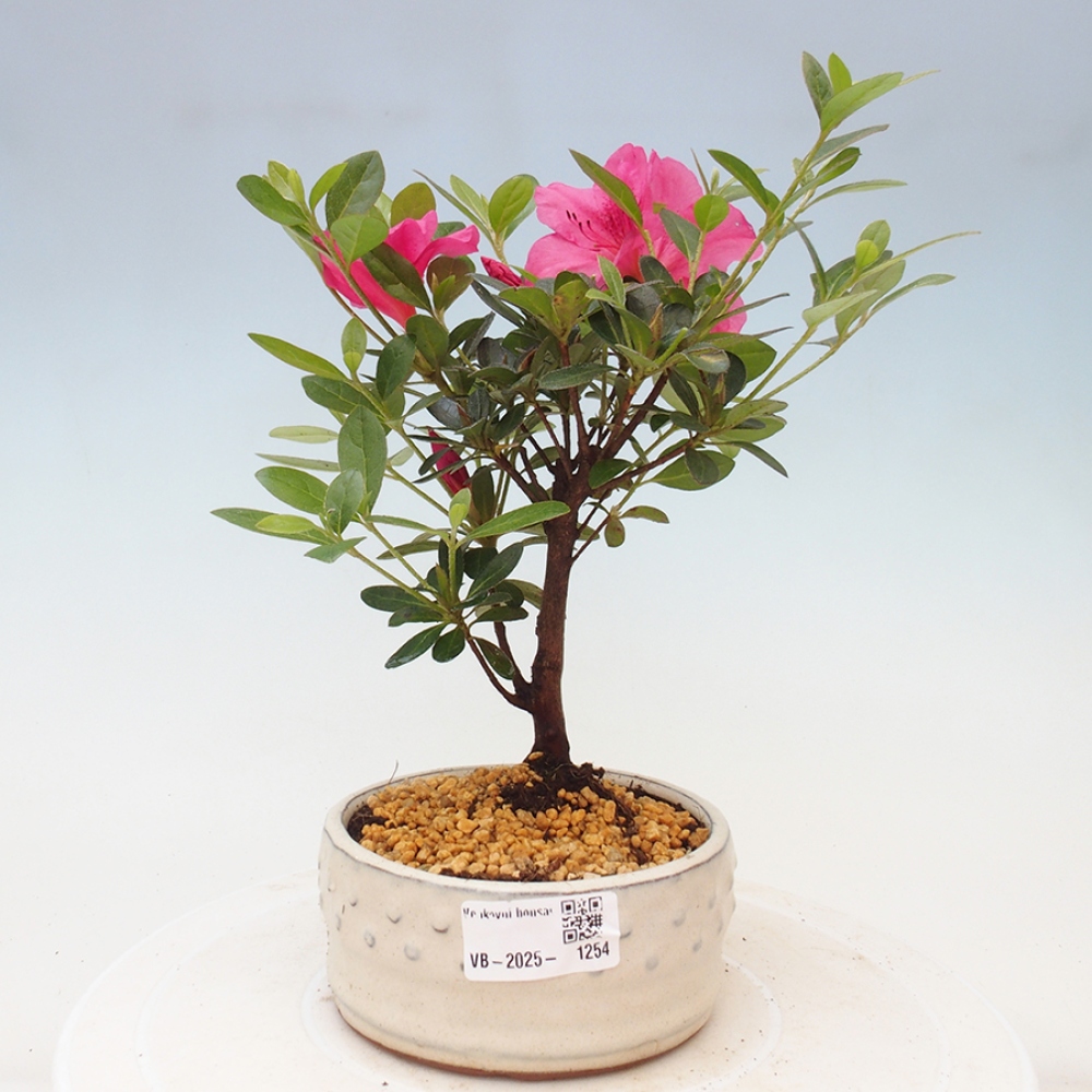 Bonsai zewnętrzne - Azalia japońska - Azalea sp.