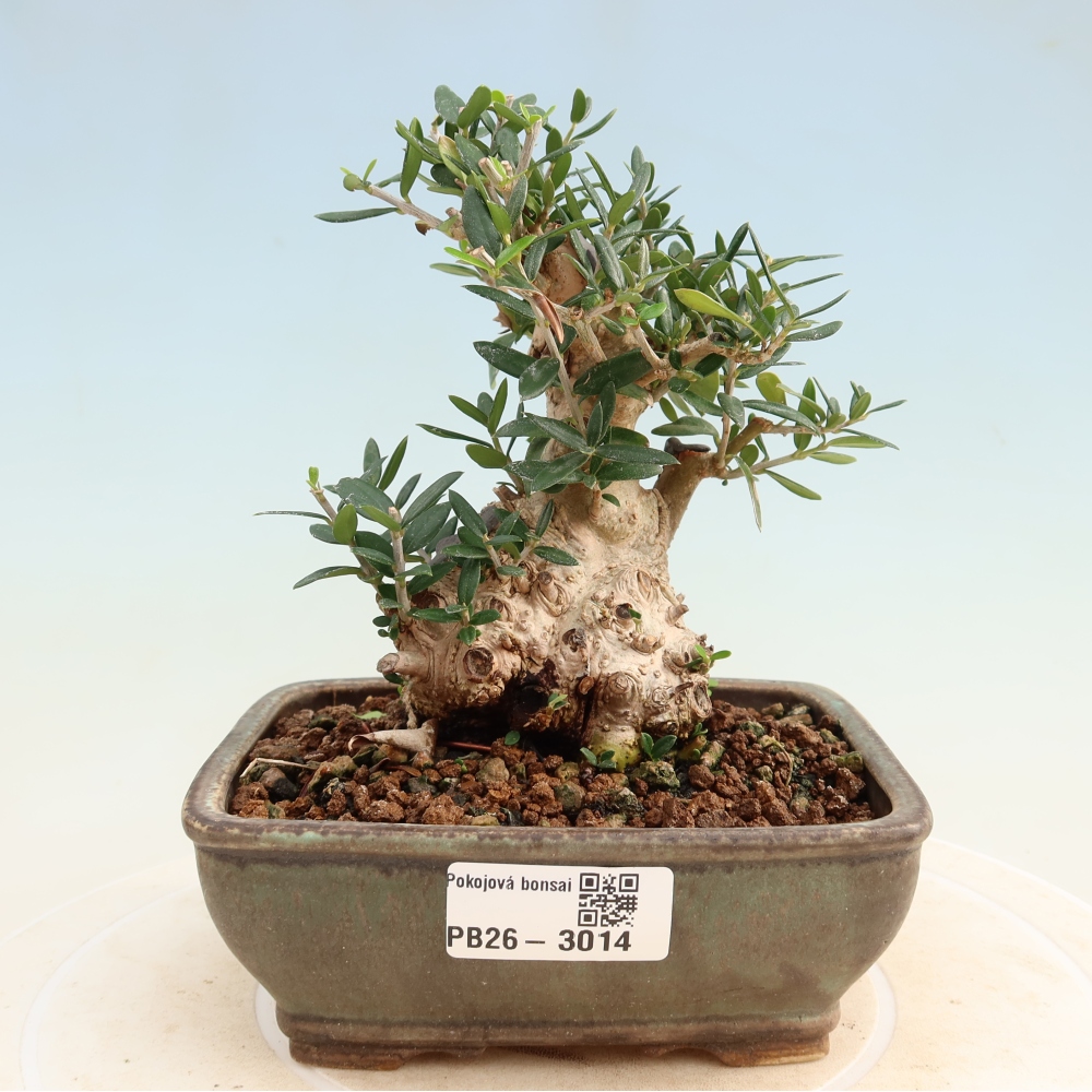 Bonsai do wnętrz - Olea europaea sylvestris