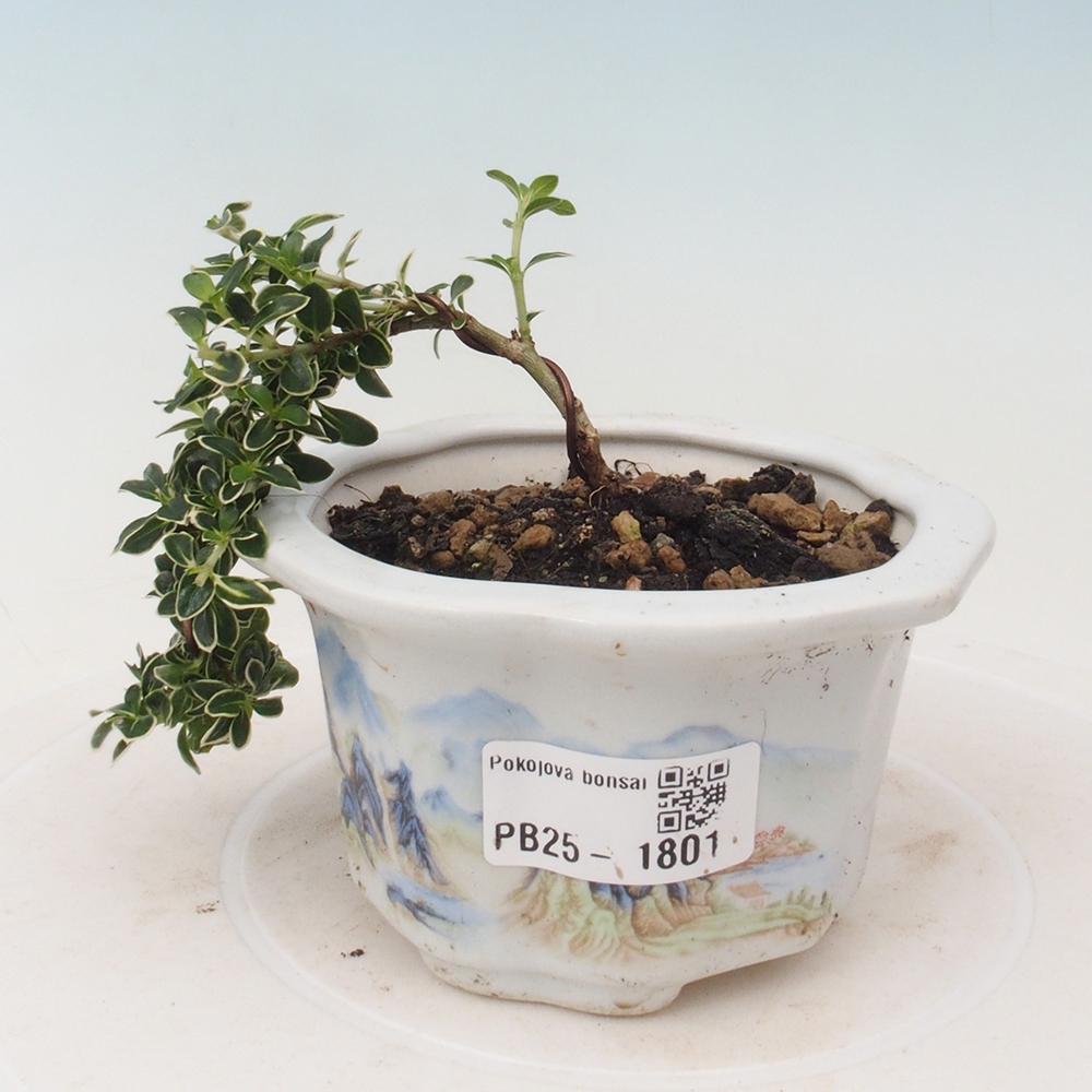 Bonsai do wnętrz - Serissa foetida Variegata - Drzewo tysiąca gwiazd