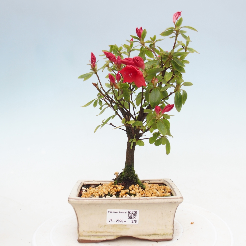 Outdoor bonsai - Azalia japońska - Azalea sp.