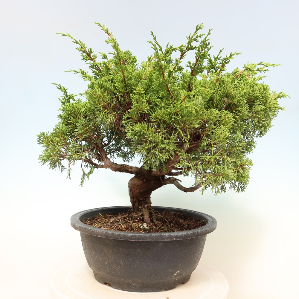 Bonsai ogrodowe – Juniperus chinensis Itoigawa – jałowiec chiński