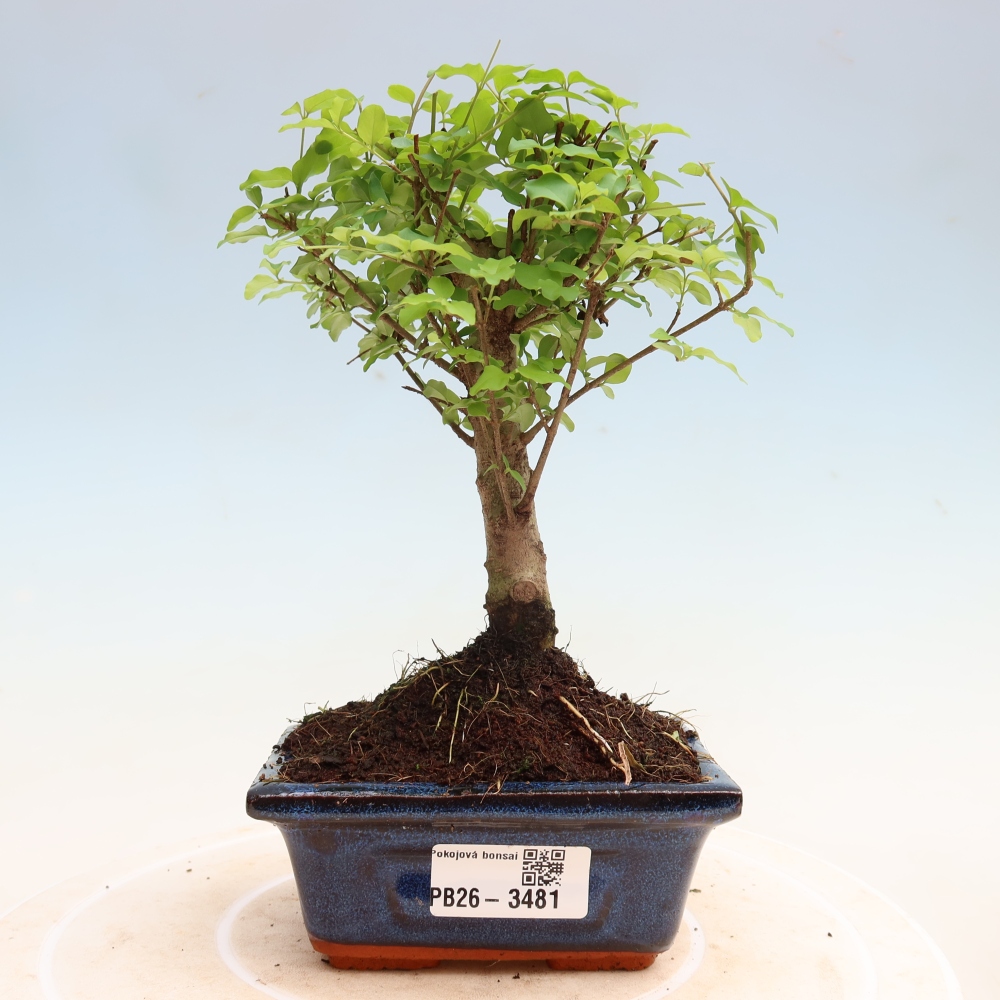 Pokój bonsai - Ligustrum chinensis - Dziób ptaka