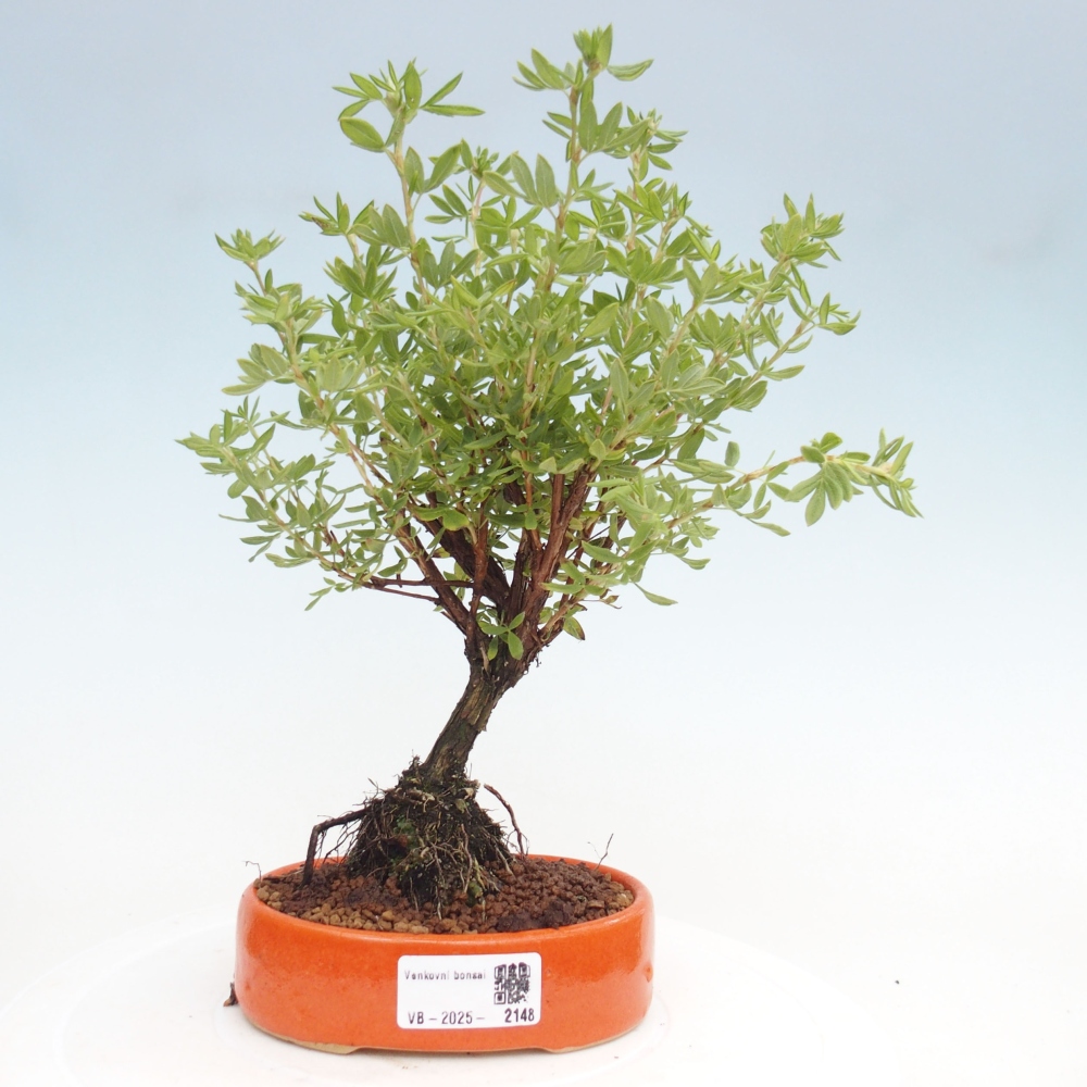 Outdoor bonsai-Pięciolistnik - Potentila fruticosa żółty Ptak