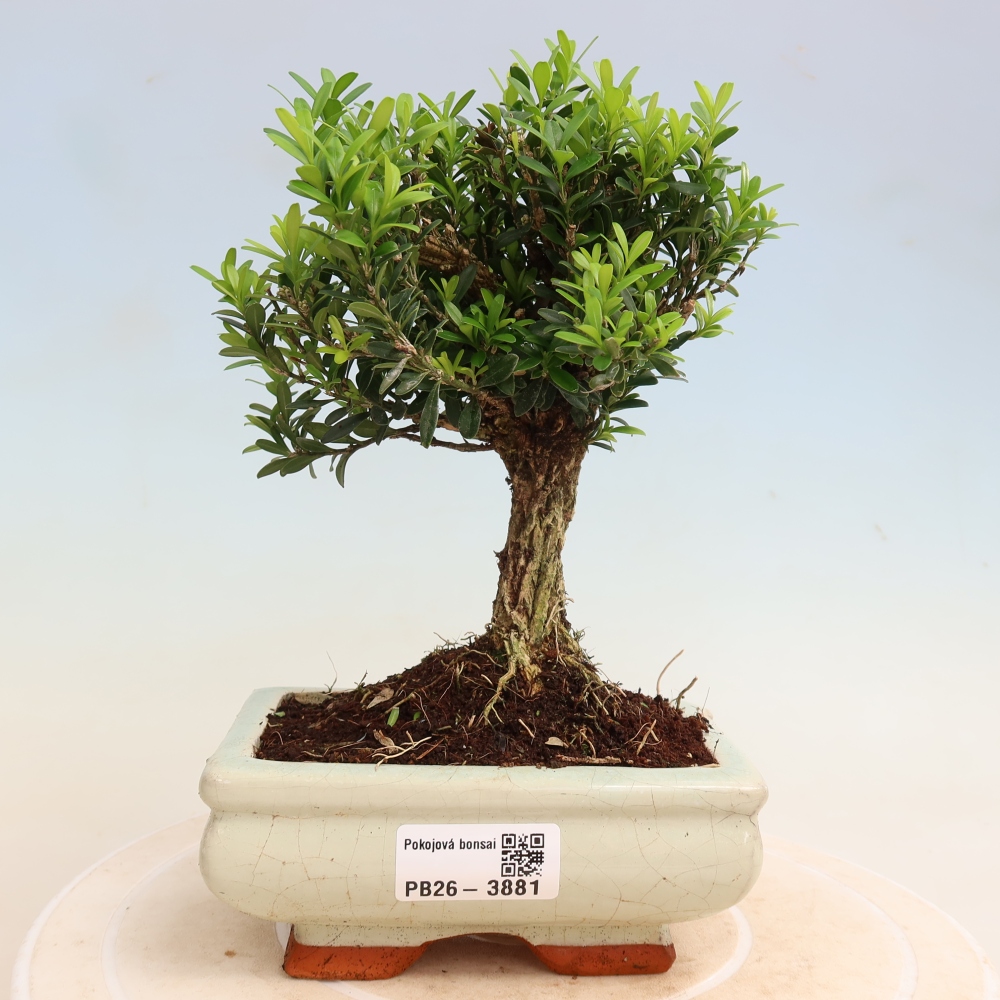 Pokój bonsai - Buxus harlandii - buxus korkowy