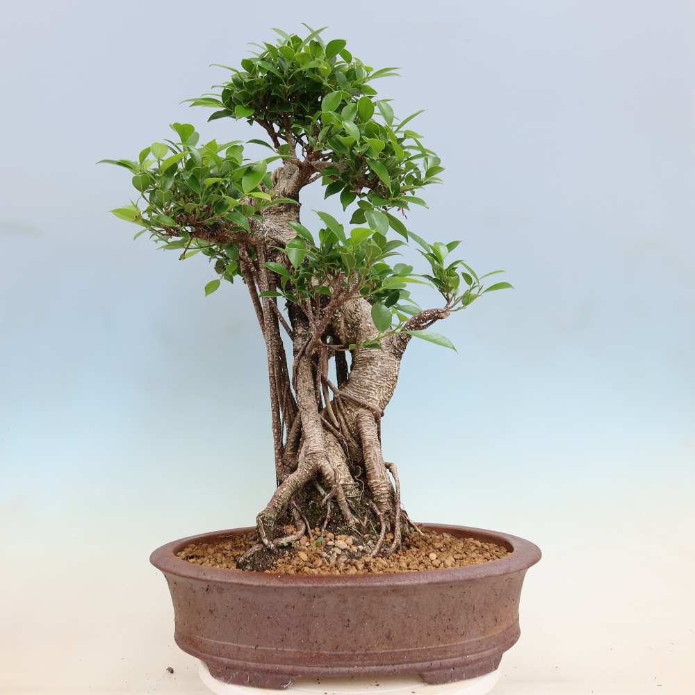Pokój bonsai - Ficus kimmen - figowiec drobnolistny