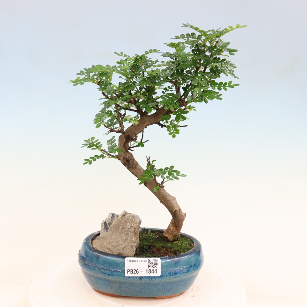 Pokój bonsai - Zantoxylum piperitum - drzewo pieprzowe
