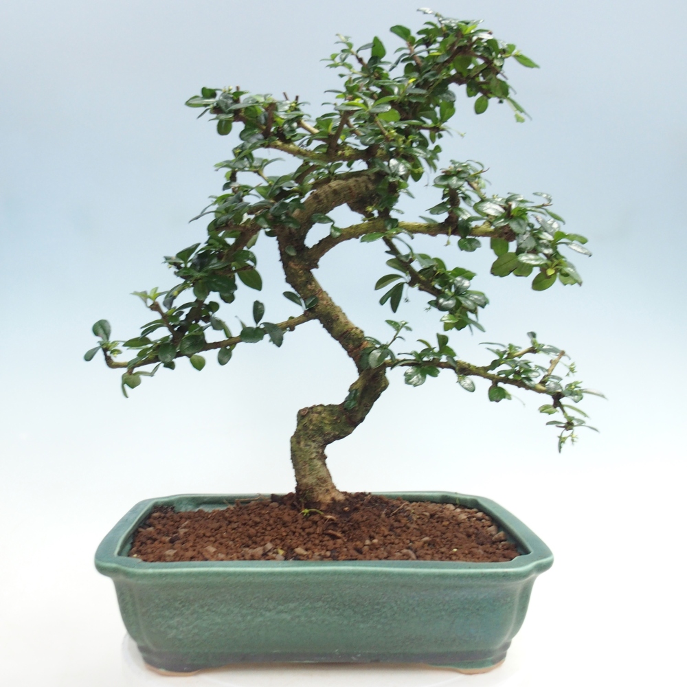 Bonsai pokojowe - Carmona macrophylla - Tea fuki