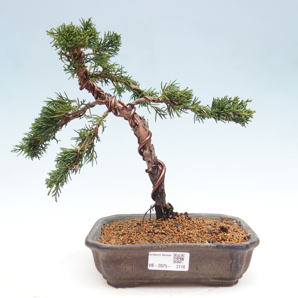 Bonsai zewnętrzne - Juniperus chinensis Kishu - Jałowiec chiński