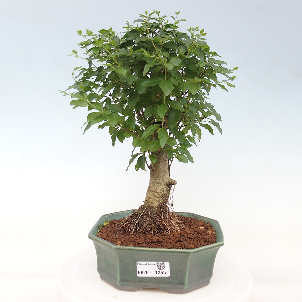 Pokój bonsai - Ligustrum chinensis - Dziób ptaka