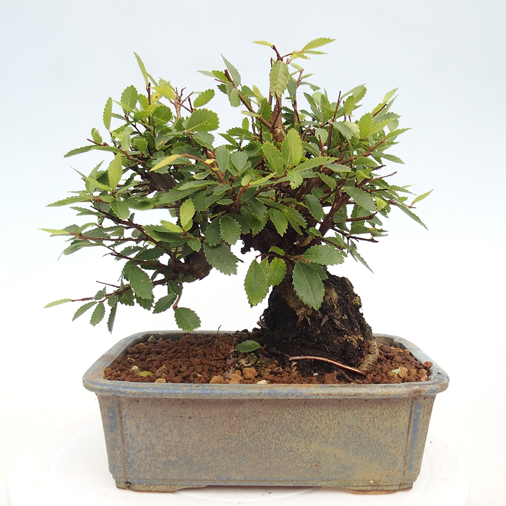 Bonsai zewnętrzne - Zelkova - Zelkova NIRE