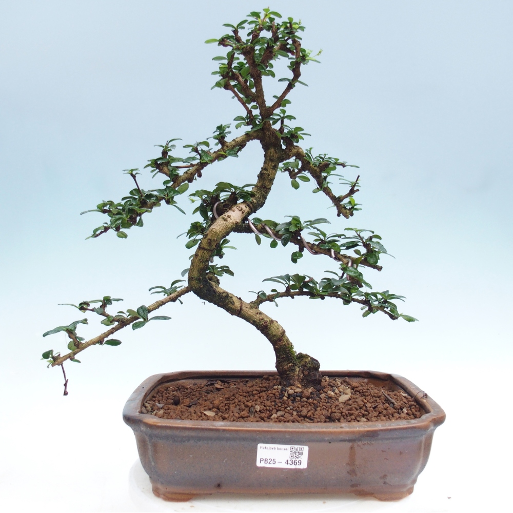 Bonsai pokojowe - Carmona macrophylla - Tea fuki