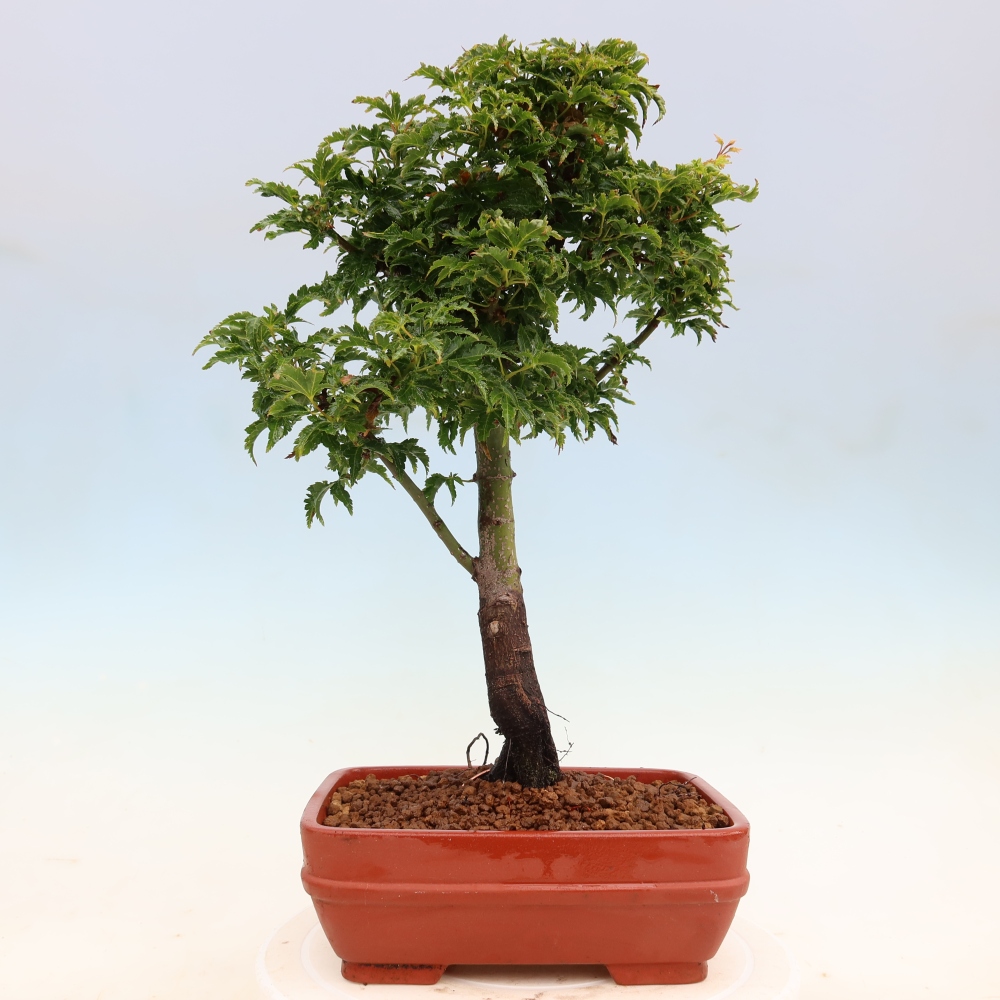 Outdoor bonsai - palma jaworowa Acer palmatum Shishigashira