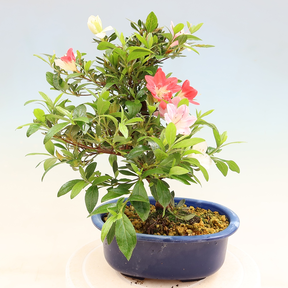 Bonsai zewnętrzne - Azalia japońska - Azalia CHIHIRO