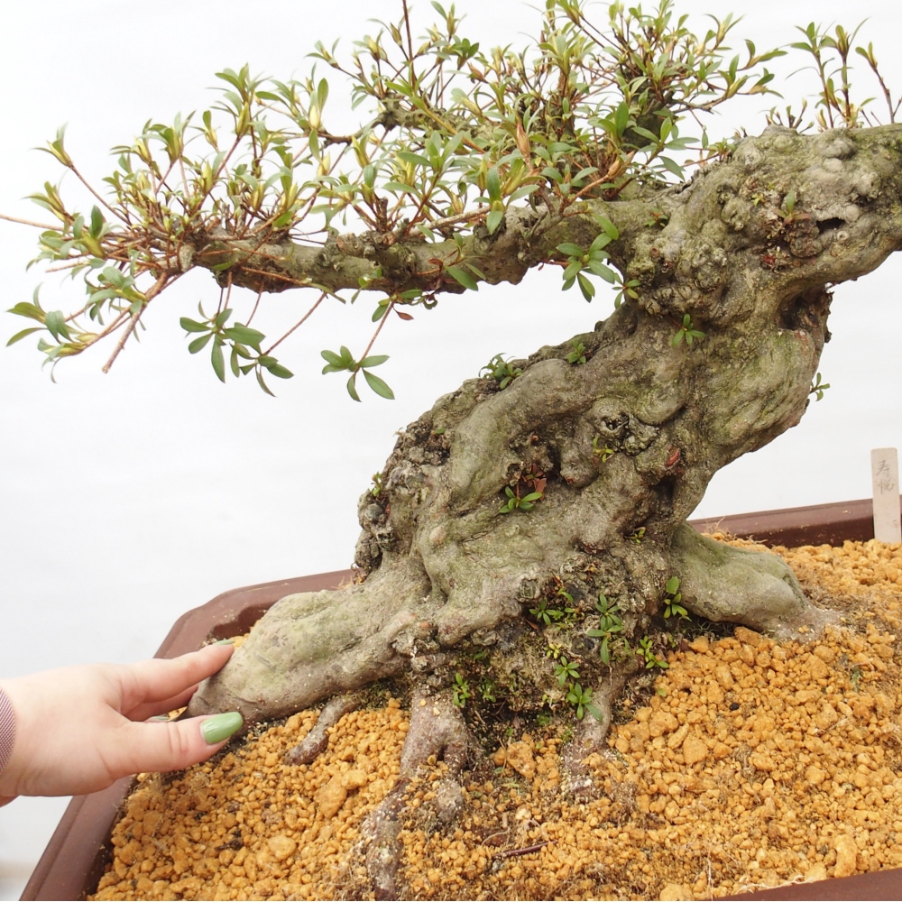 Bonsai zewnętrzne - Azalia japońska - Azalia Hekinan-no-Tsuki