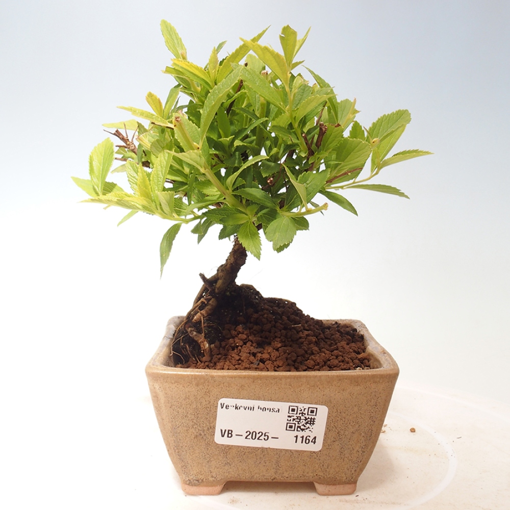 Outdoor bonsai - Spirea japonica GENPSI
