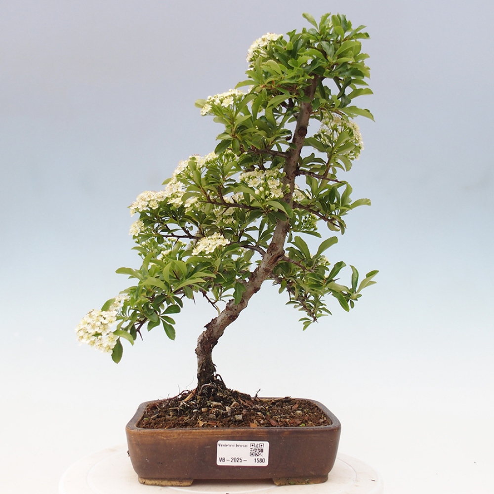Outdoor Bonsai-Pyracanta Teton-Piekarnia