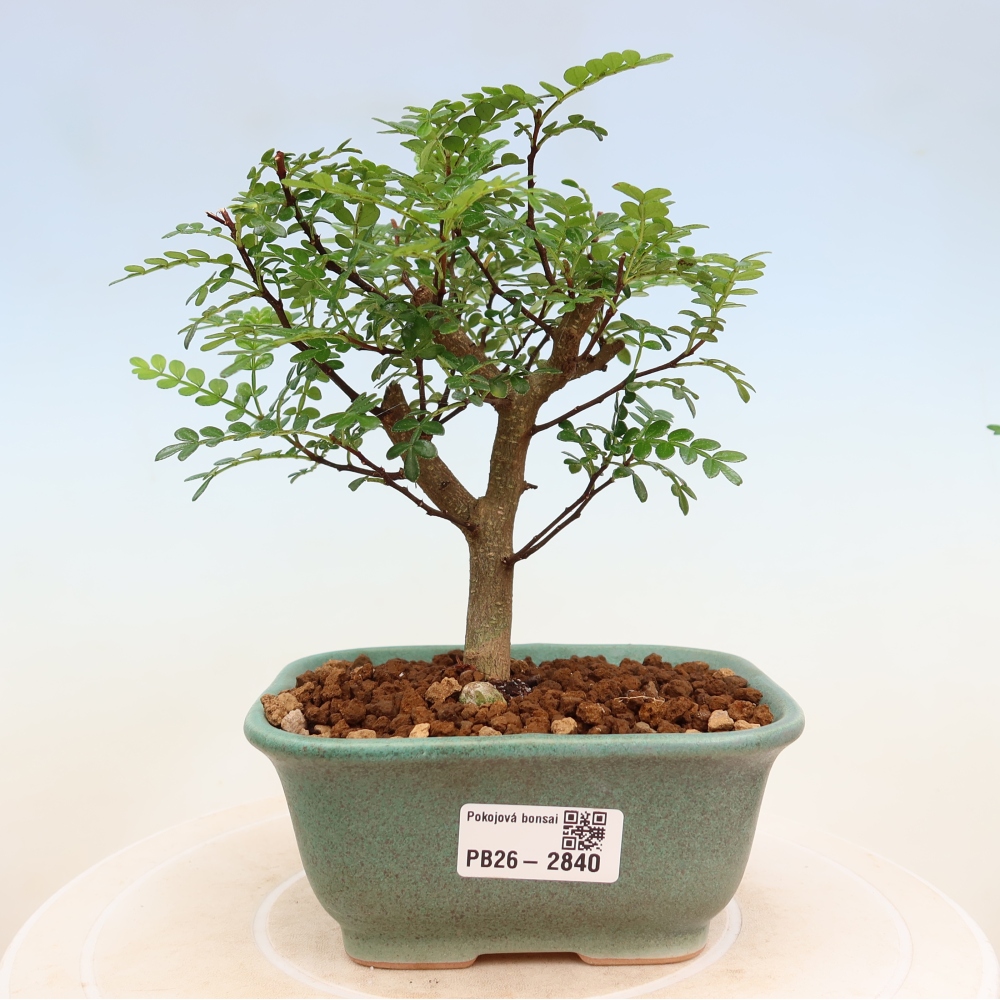 Pokój bonsai - Zantoxylum piperitum - drzewo pieprzowe
