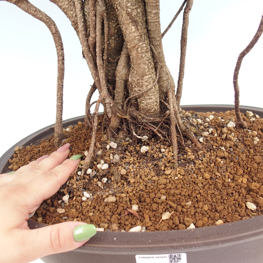 Bonsai pokojowe - Ficus kimmen - figowiec drobnolistny - WYŁĄCZNIE ODBIÓR OSOBISTY lub transport paletowy