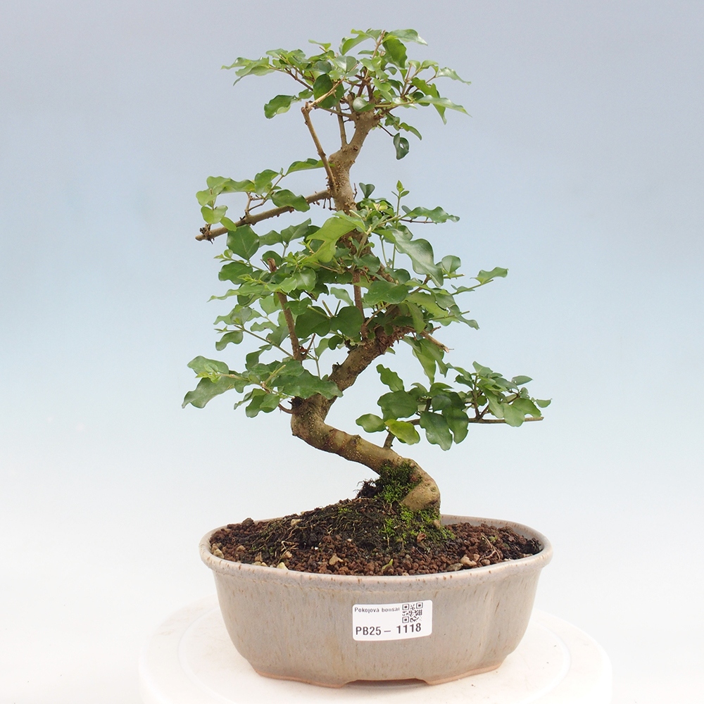 Kryte bonsai - Ligustrum chinensis - widok z lotu ptaka