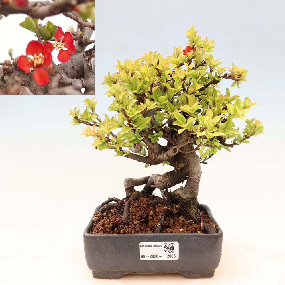 Bonsai zewnętrzne - Chaneomeles speciosa Chojubai