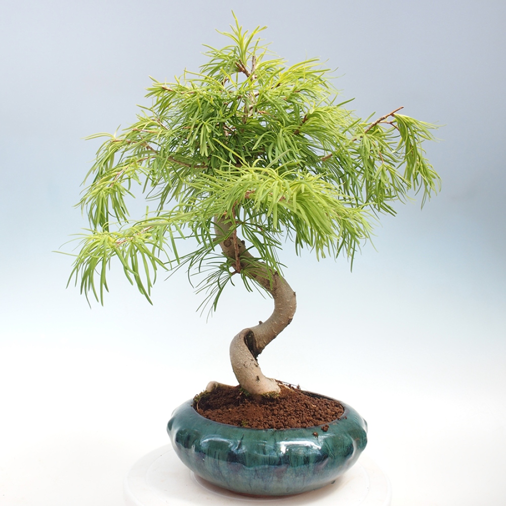 Outdoor bonsai - Dandelion - Pseudolarix amabis
