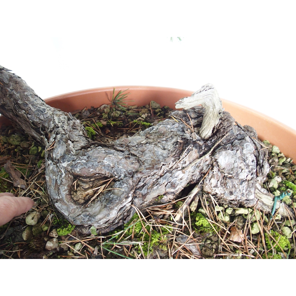 Yamadori - Pinus sylvestris Hiszpania
