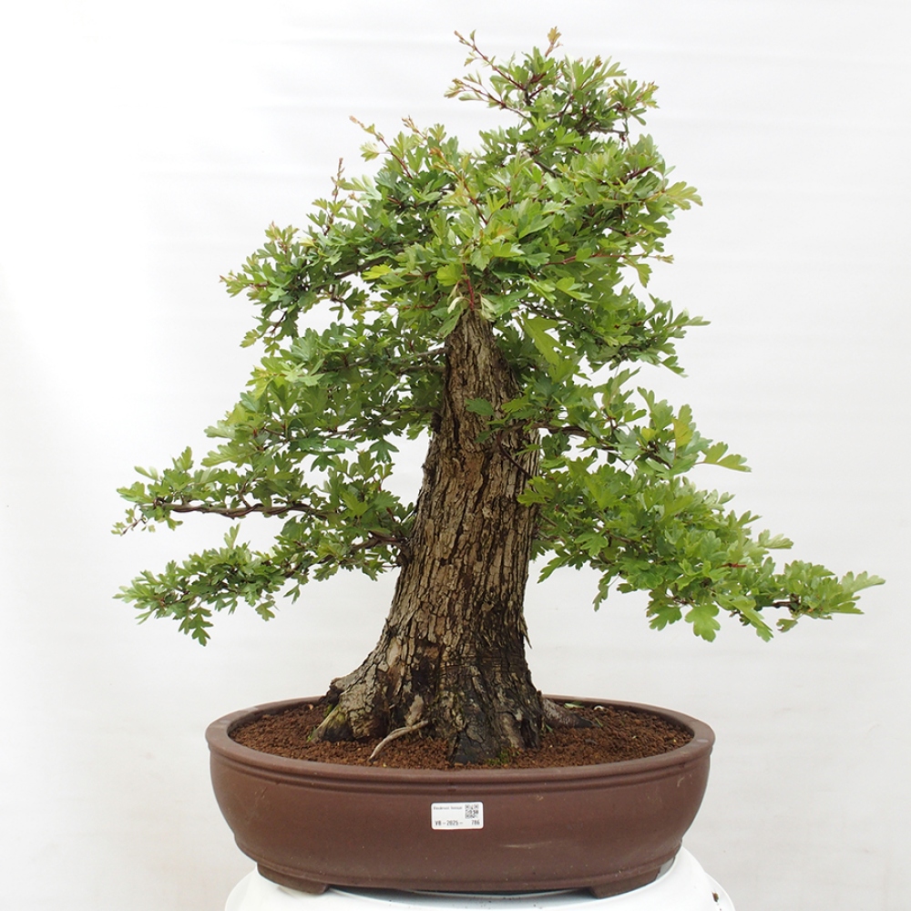 Bonsai zewnętrzne - Głóg - Crataegus monogyna
