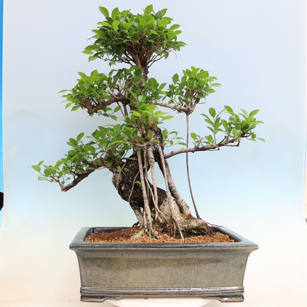 Pokój bonsai - Ficus kimmen - figowiec drobnolistny