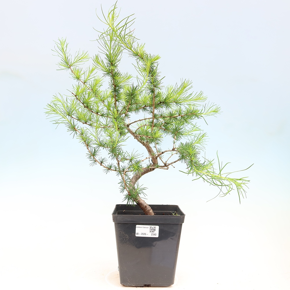 Bonsai zewnętrzne - Larix decidua - Modrzew