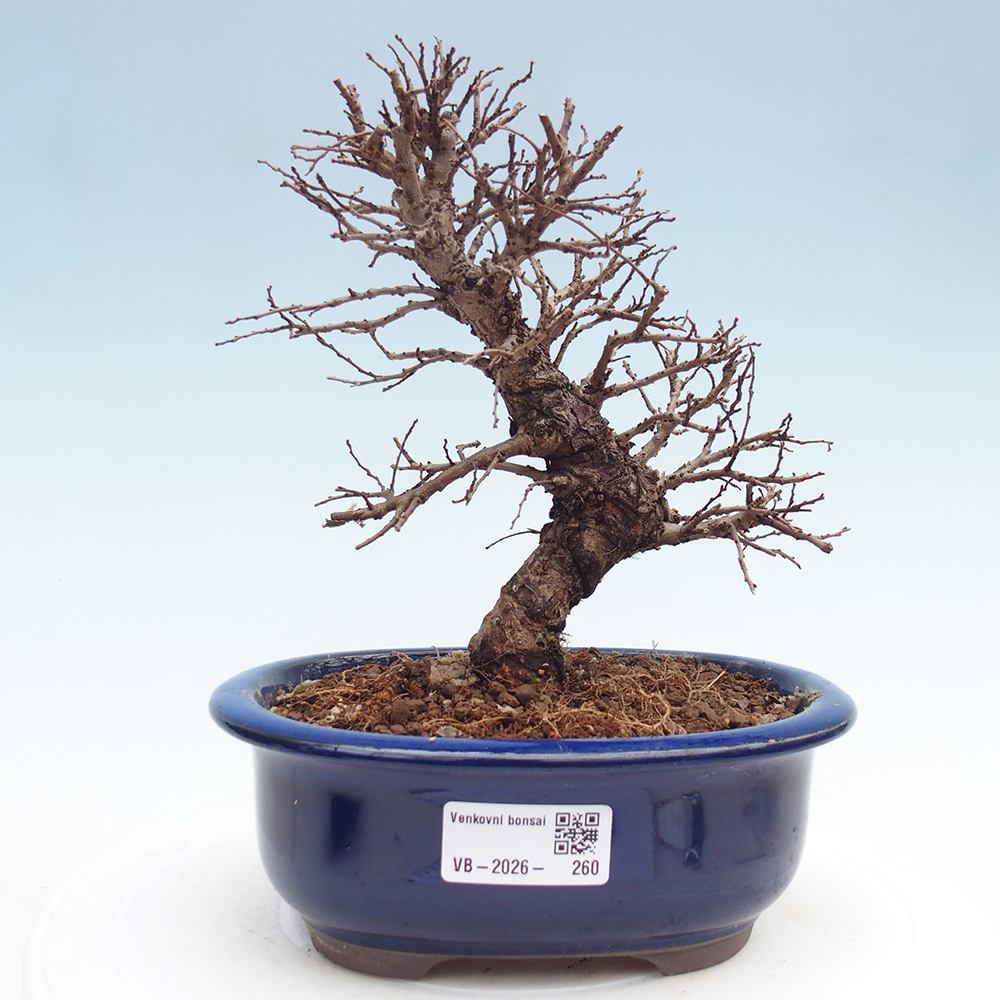 Bonsai zewnętrzne - Zelkova - Zelkova NIRE