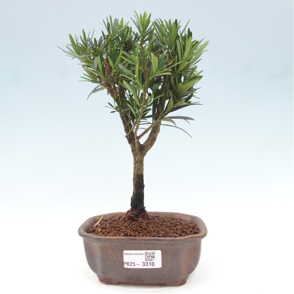 Pokój bonsai - Podocarpus - Kamienny cis