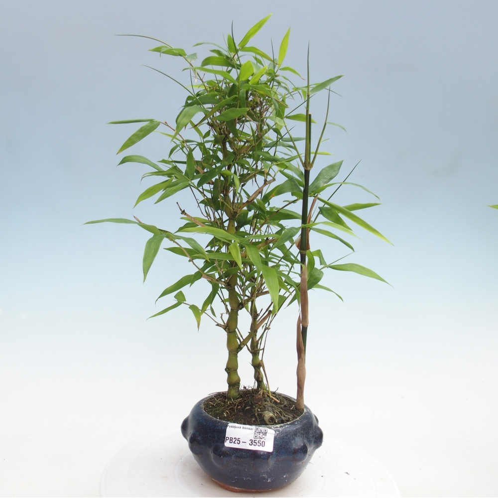 Room bonsai - Bamboo budha - Bamboo budha belly