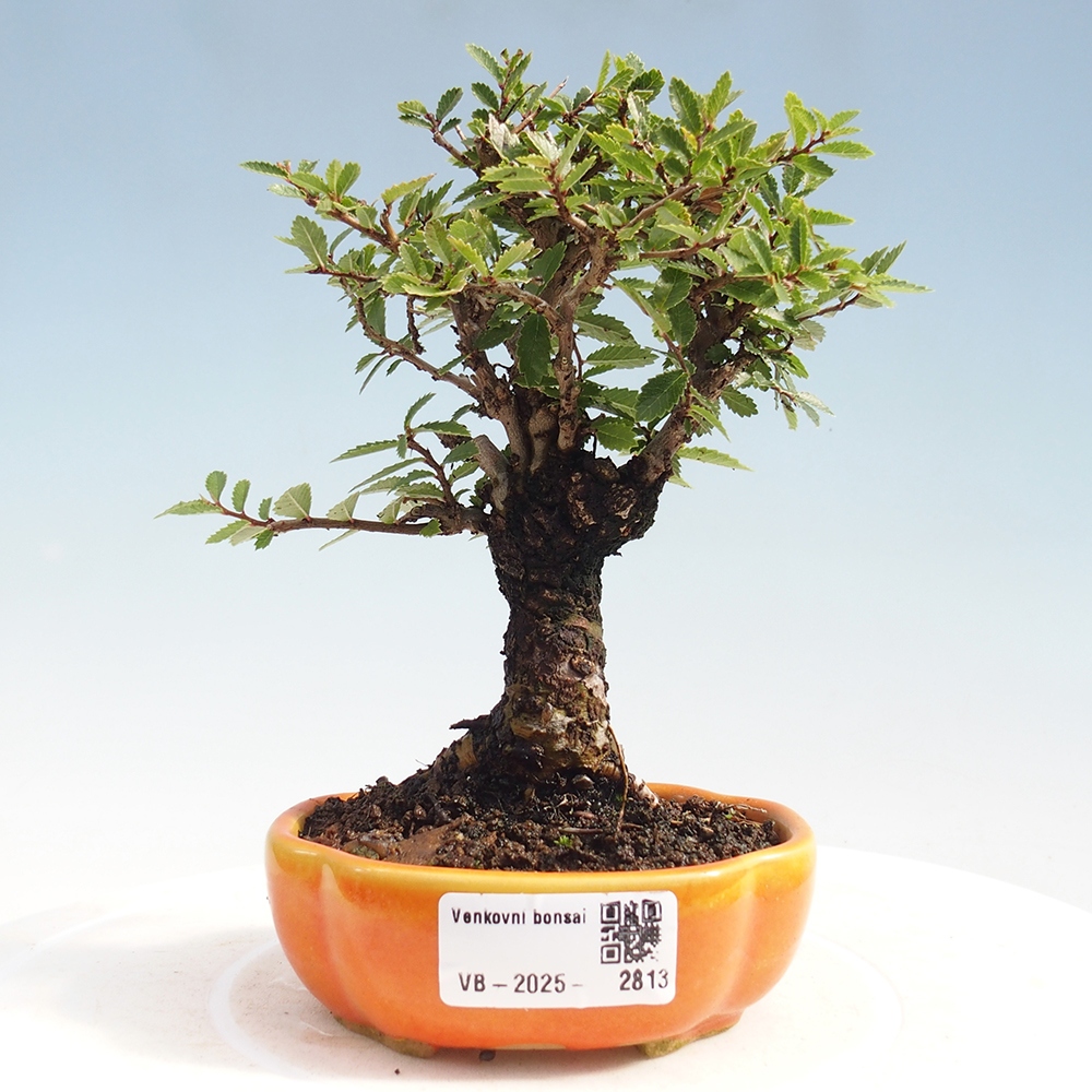 Outdoor bonsai - Zelkova - Zelkova NIRE