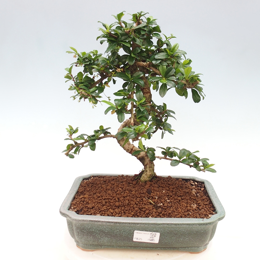 Pokój bonsai - Carmona macrophylla - Tea fuki