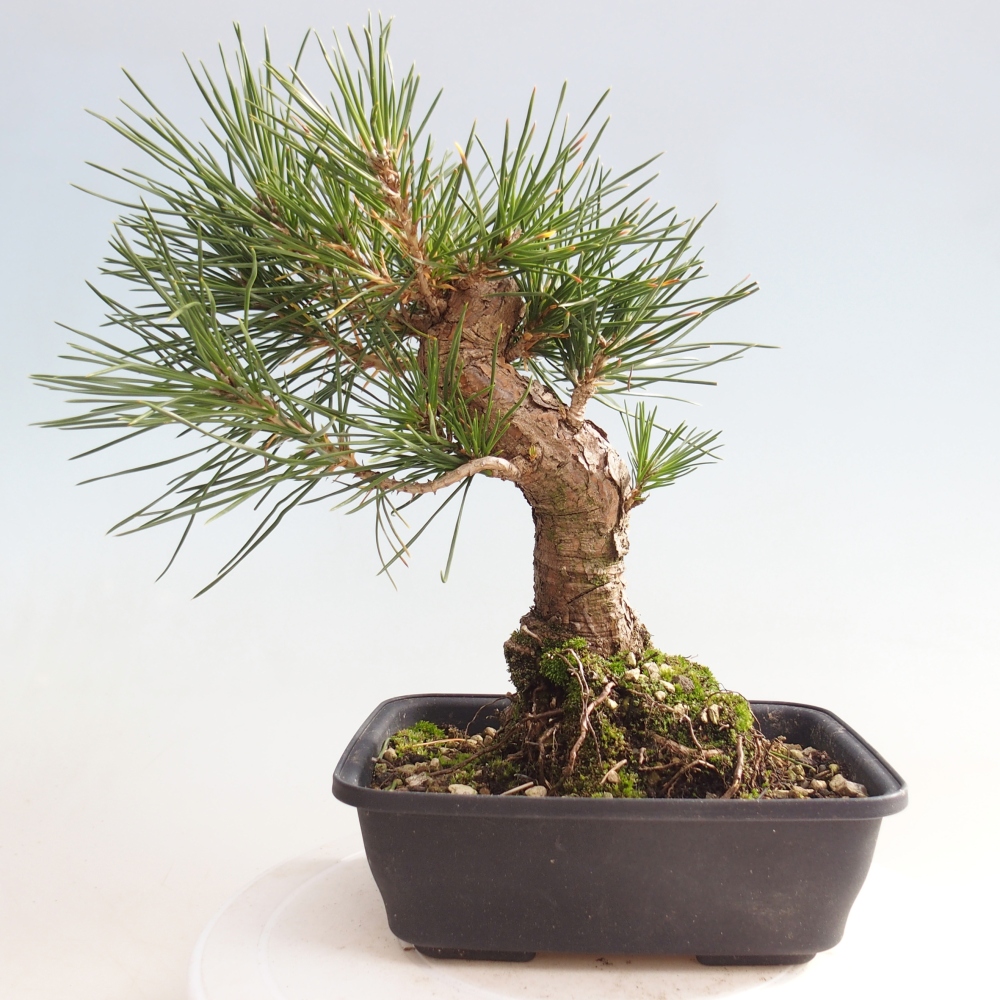 Outdoor bonsai - Pinus thunbergii - sosna Thunberga