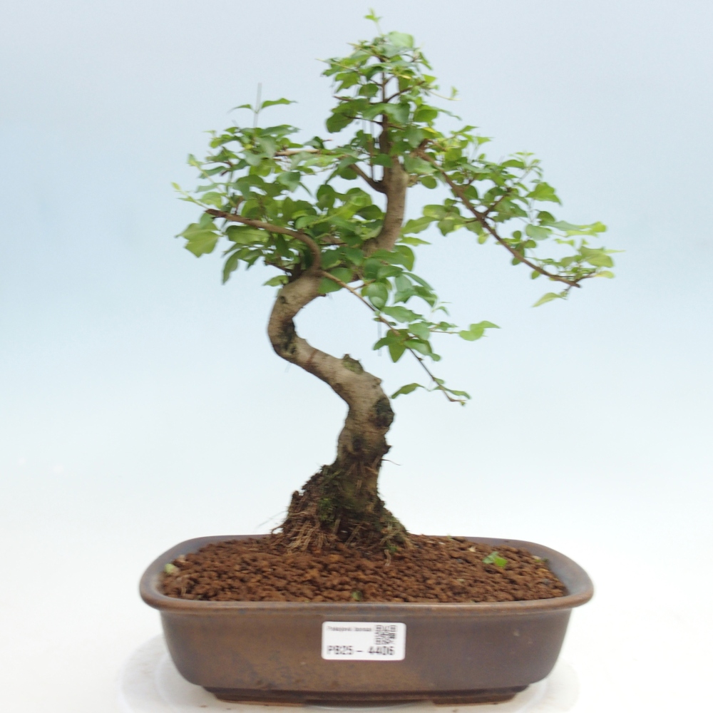 Pokój bonsai - Ligustrum chinensis - Dziób ptaka