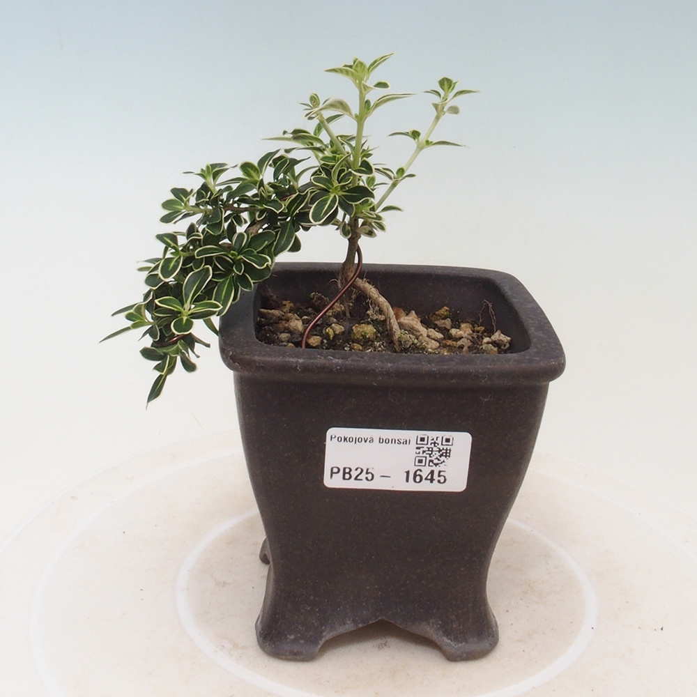 Bonsai do wnętrz - Serissa foetida Variegata - Drzewo tysiąca gwiazd