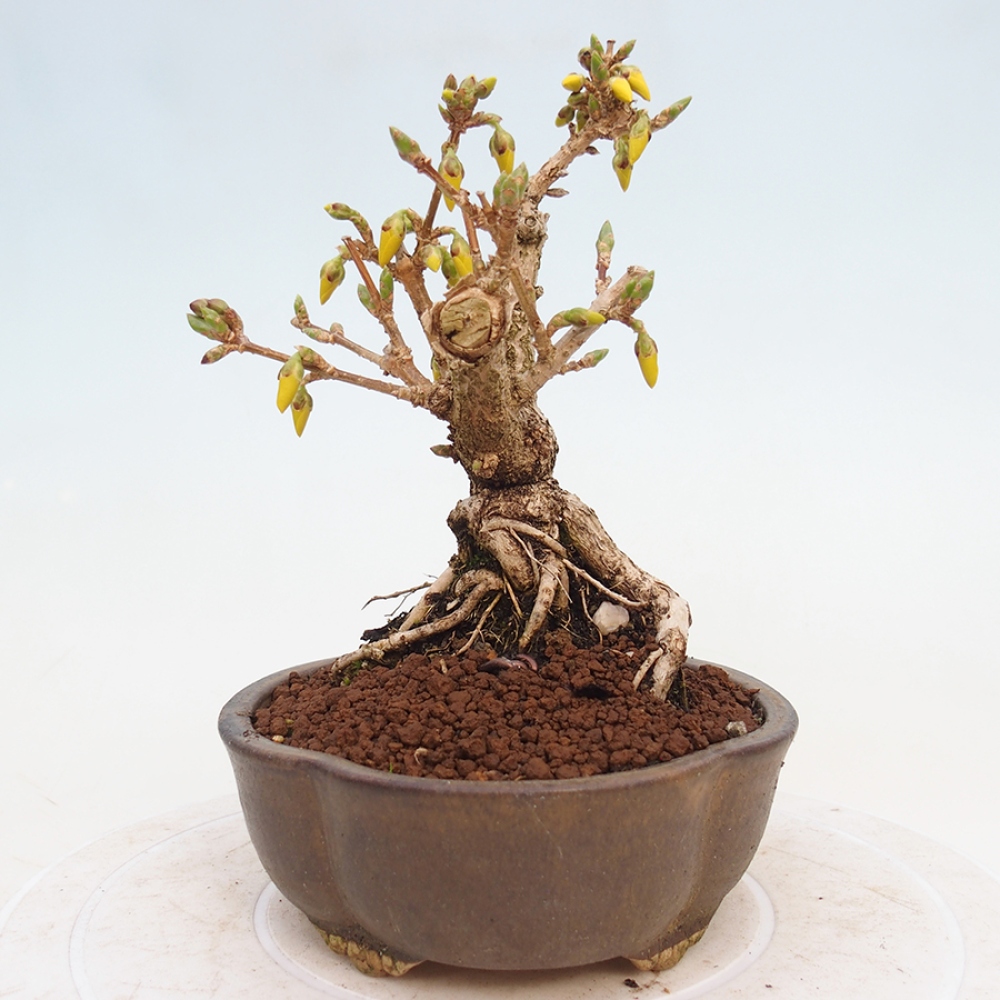 Bonsai plenerowe - Forsythia - Forsythia intermedia 