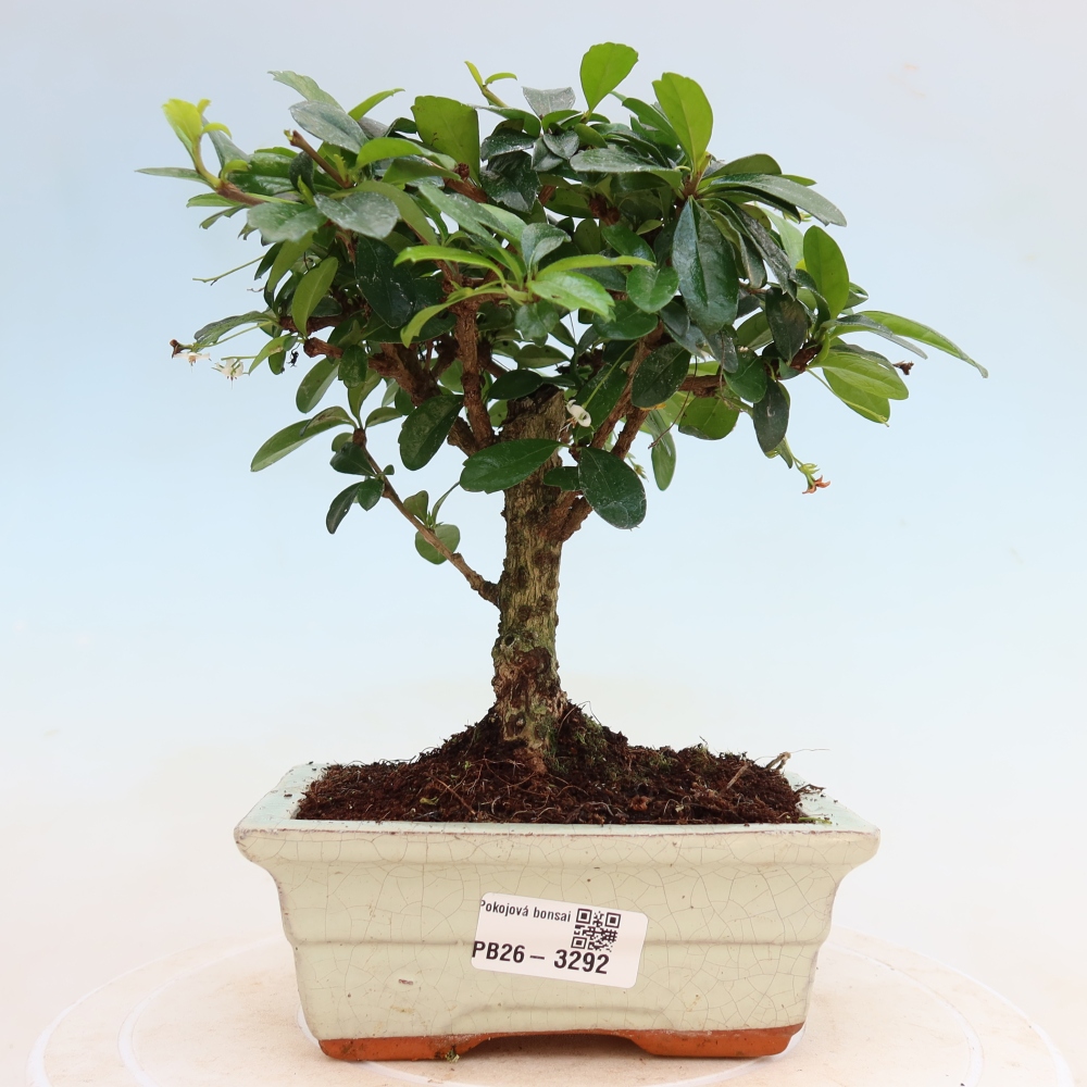 Bonsai pokojowe - Carmona macrophylla - Tea fuki
