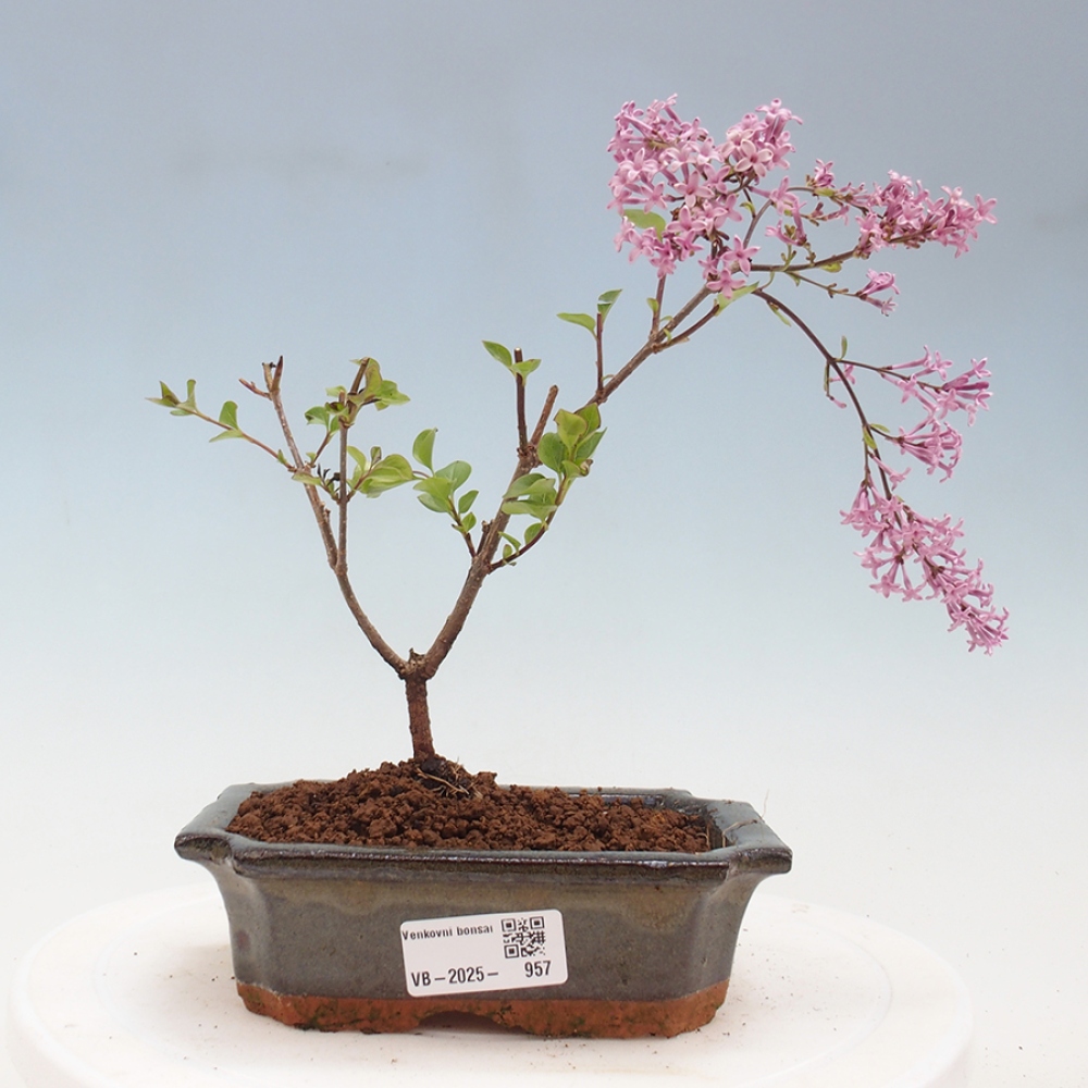 Bonsai zewnętrzne - Syringa Meyeri Palibin - Liliowy Meyera